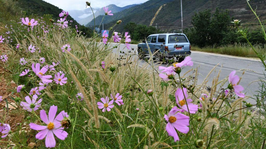 Cosmos flowers along Thimphu-Chunzom road
