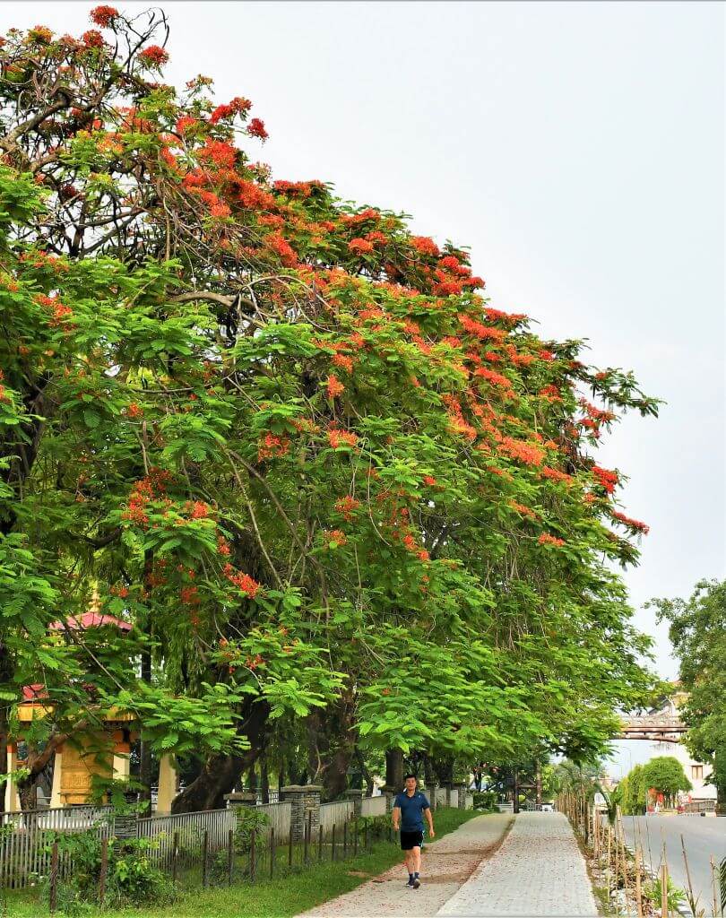 Flame tree