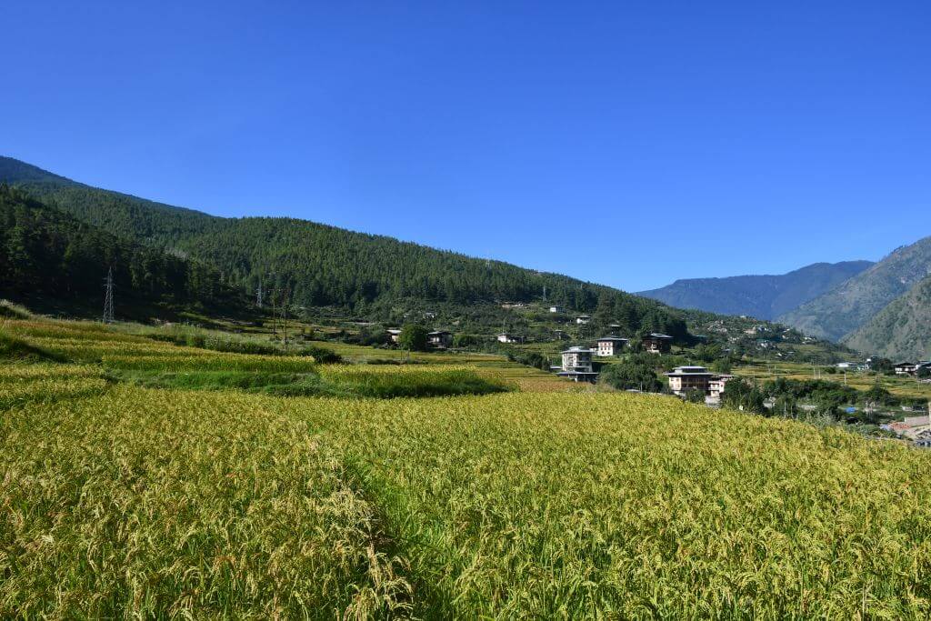 Autumn paddy fields in Namseling, Thimphu