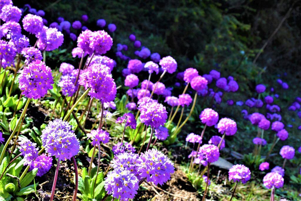 Primula flowers on Chelela-Paro road