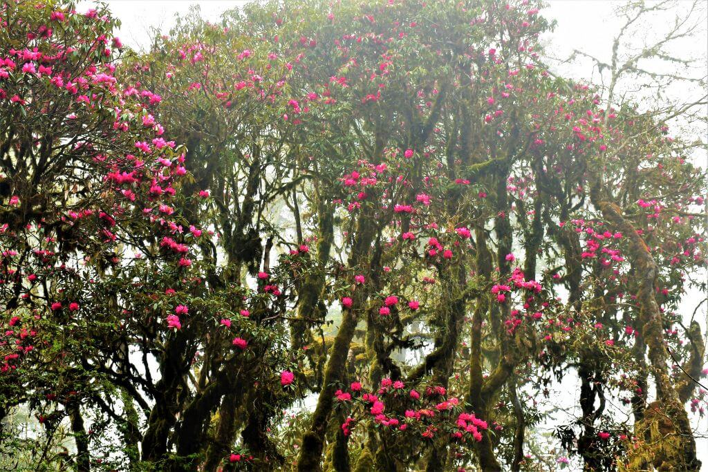 Rhododendron forests at Dochula